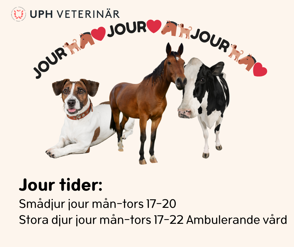 Veterinärjour tillgänglig!